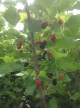 image (1)5